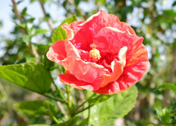 Beautiful Red Flower
