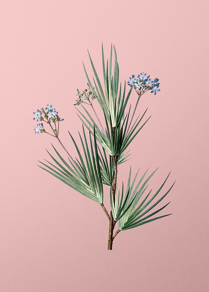 Blue Stars Flowers on Pink