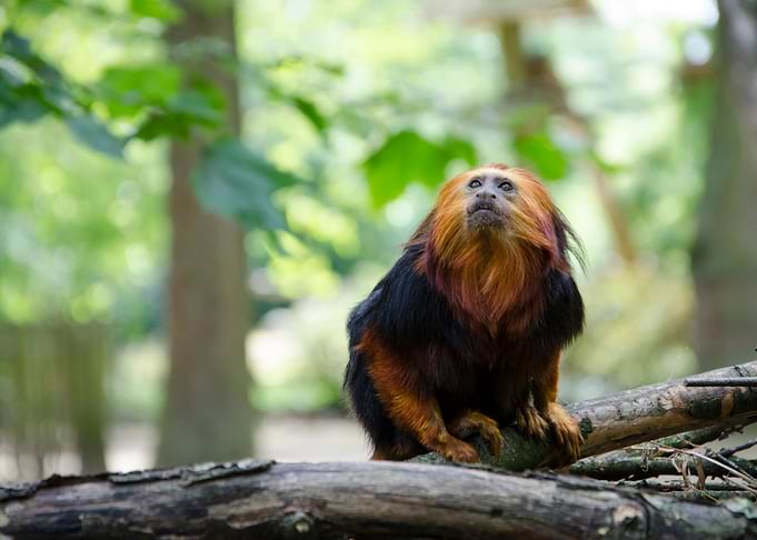 golden headed tamarin