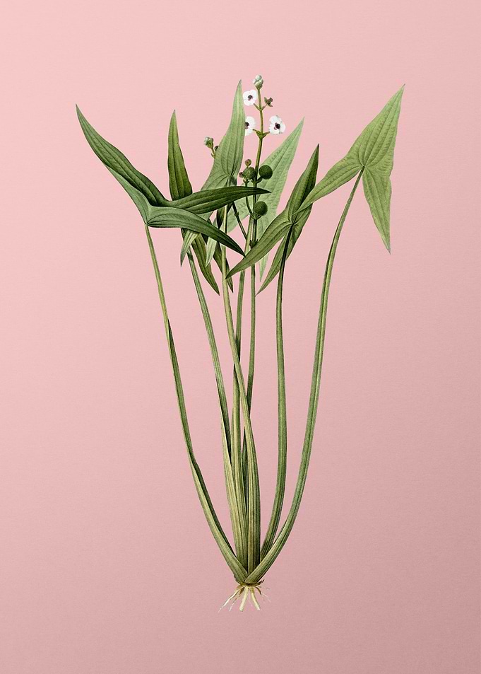 Arrowhead Flower on Pink