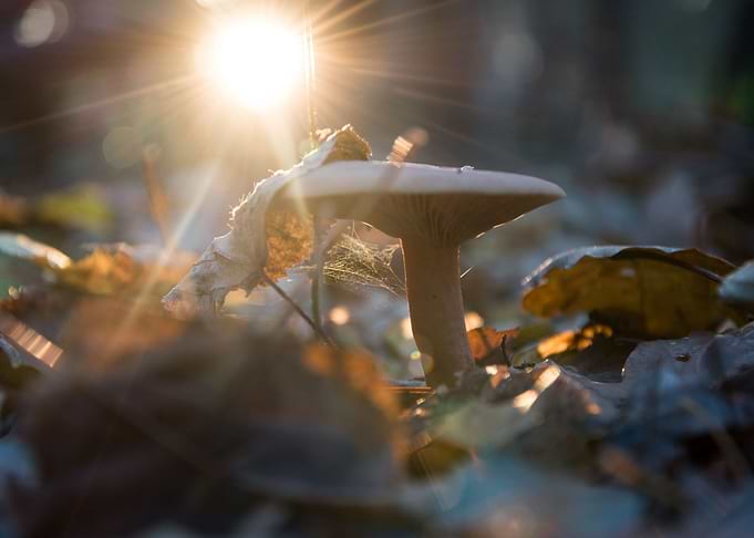 Sunset on the forest litte