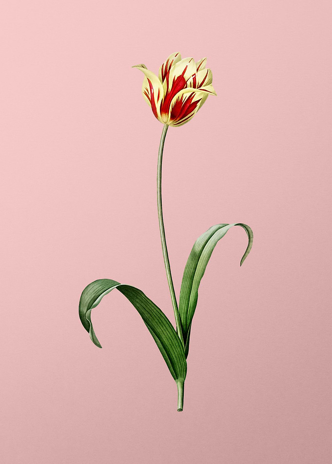 Didiers Tulip on Pink