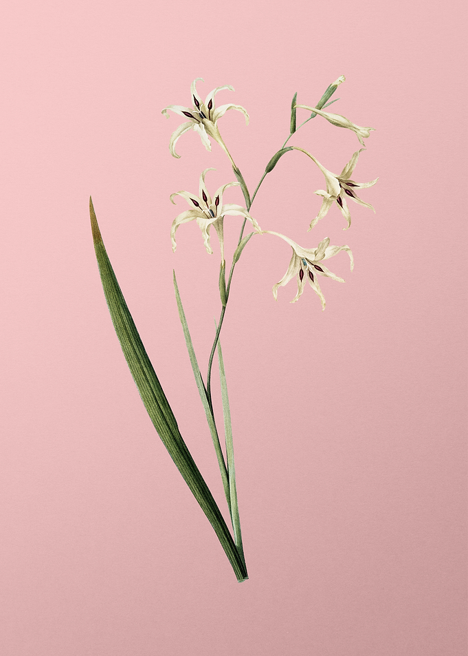 Gladiolus Cuspidatus