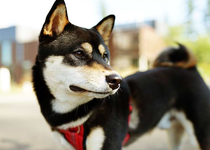 Shiba Inu