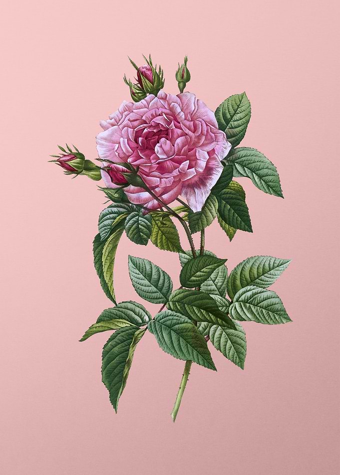 Blooming Pink French Rose
