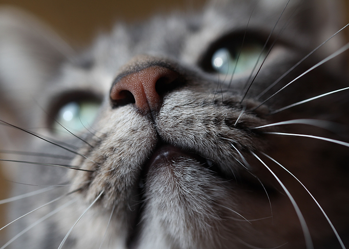 Cat nose