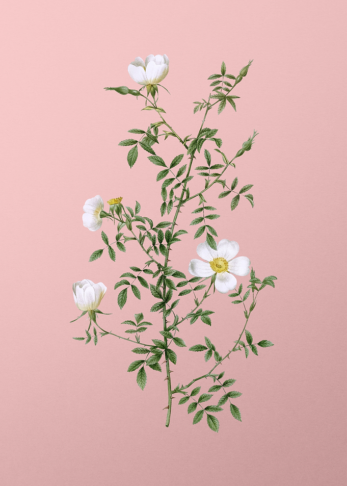 Blooming Hedge Rose