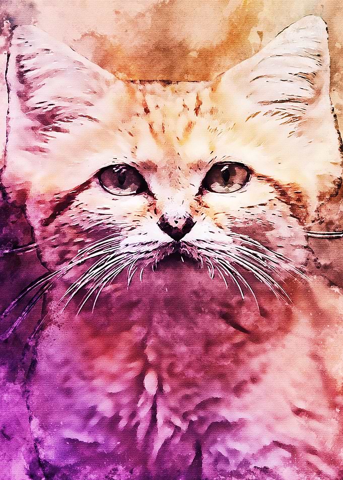 cat