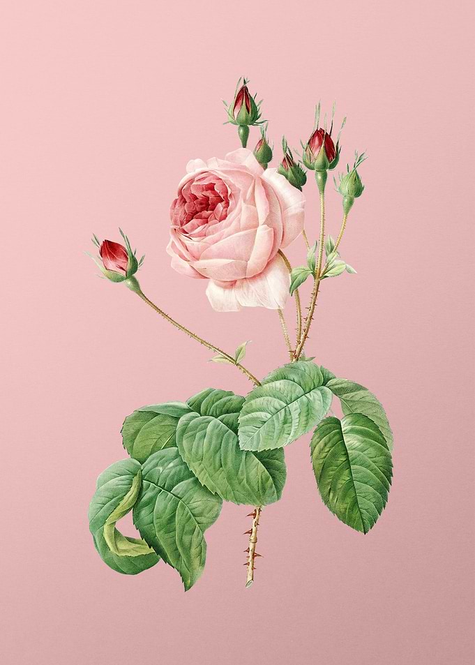 Blooming Cabbage Rose