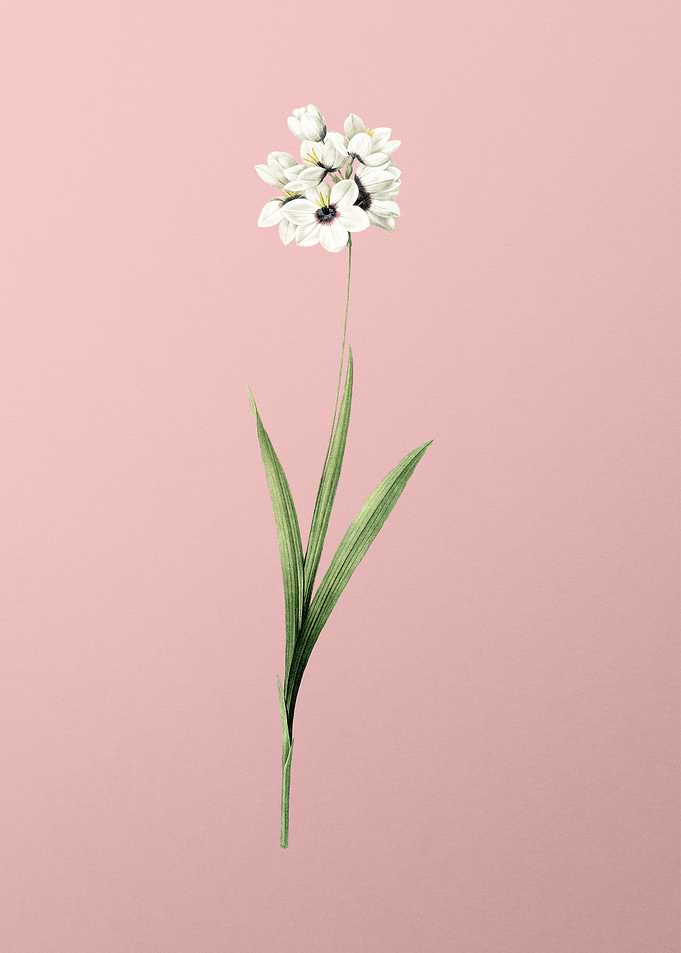 Ixia Maculata on Pink