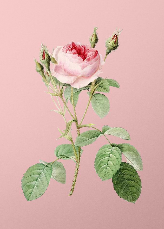 Double Moss Rose on Pink