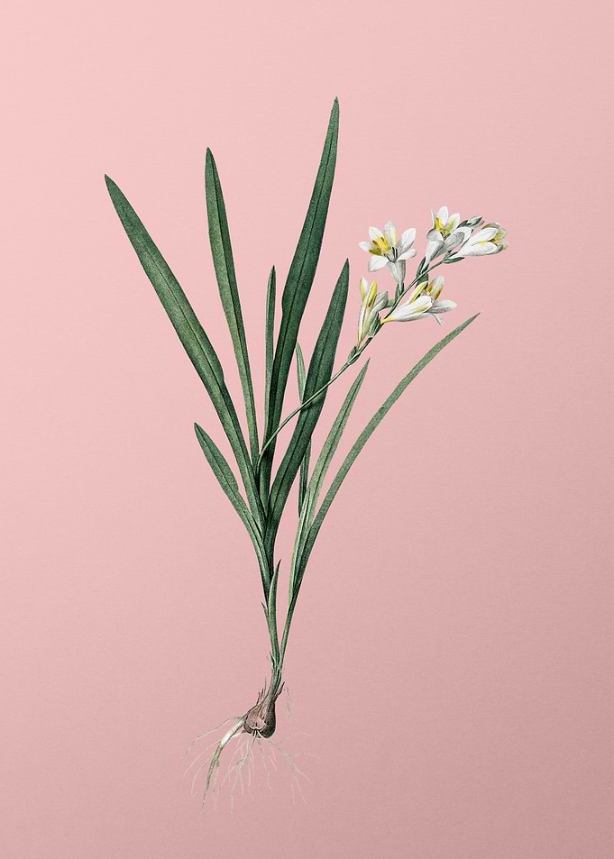 Gladiolus Xanthospilus