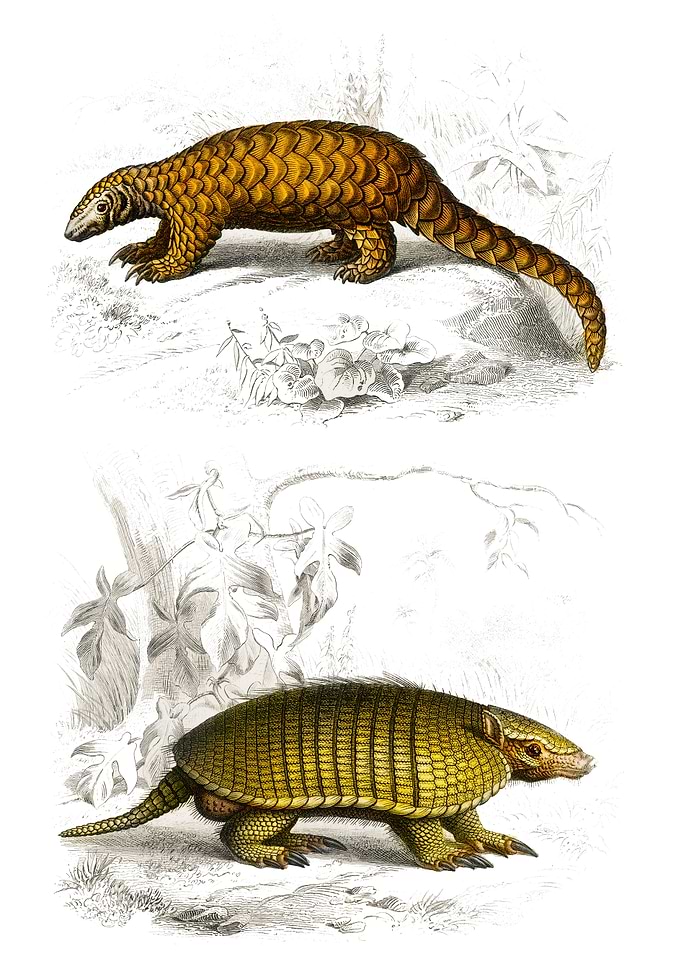 Armadillo illustration
