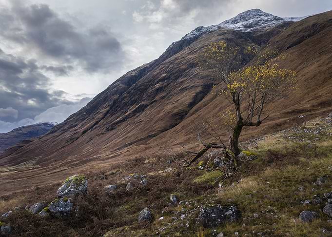 Solitary tree