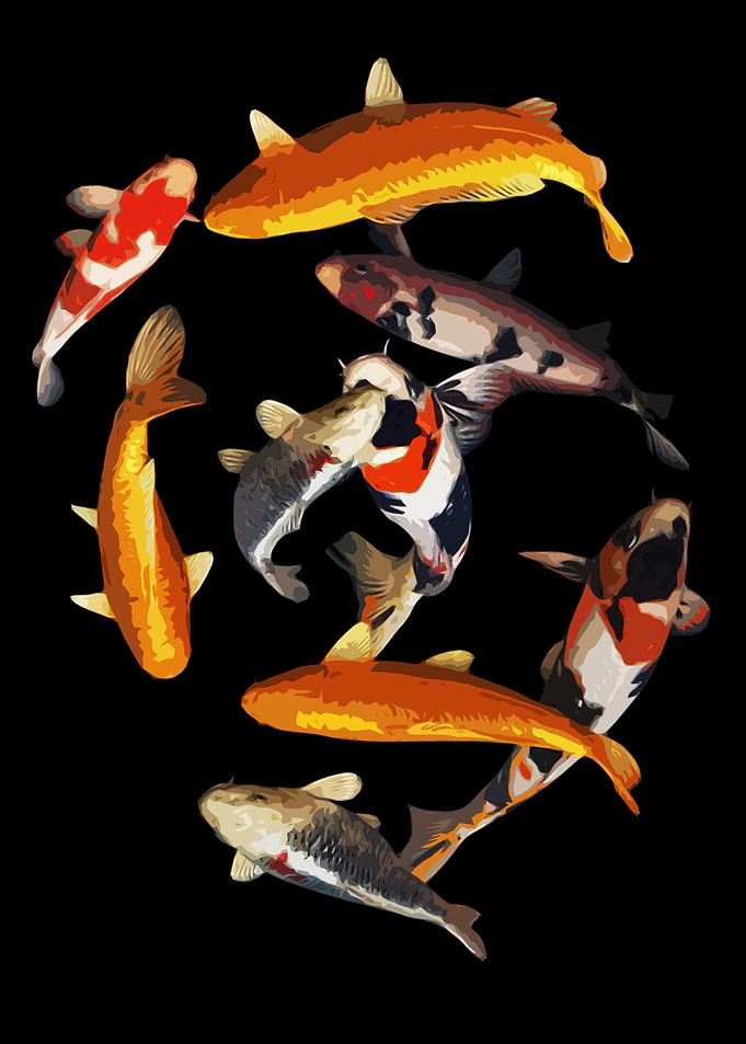 koi varieties