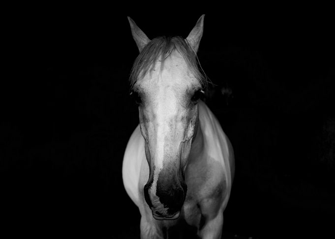 White Horse