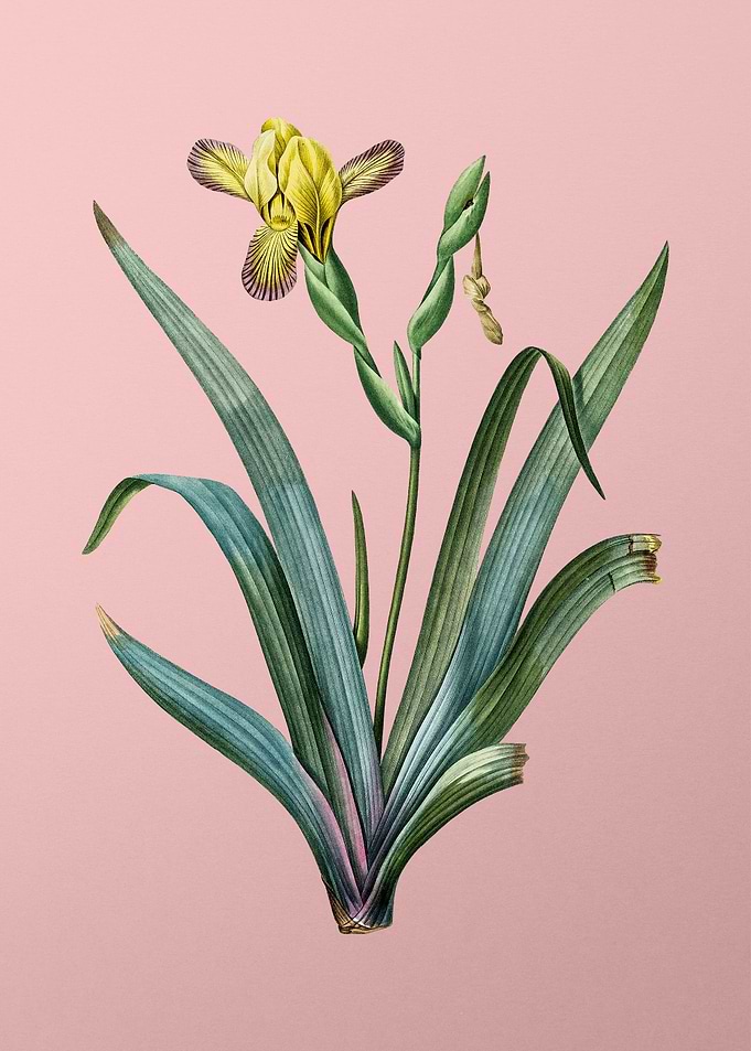 Hungarian Iris on Pink