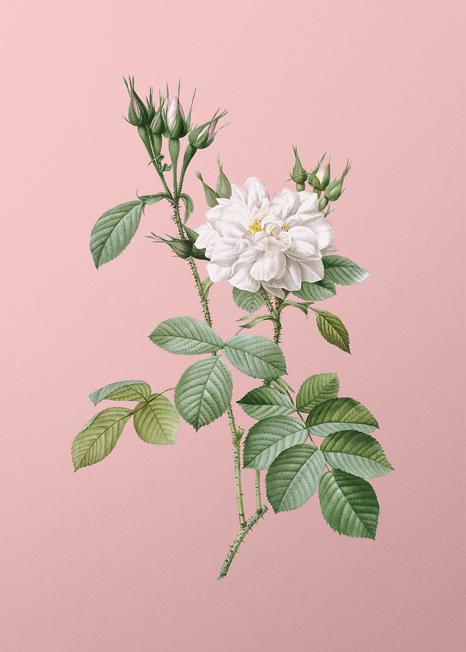 Autumn Damask Rose on Pink