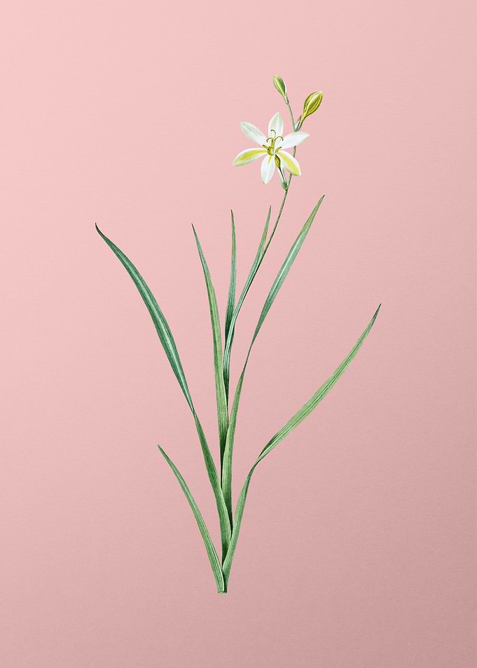 Ixia Anemonae Flora