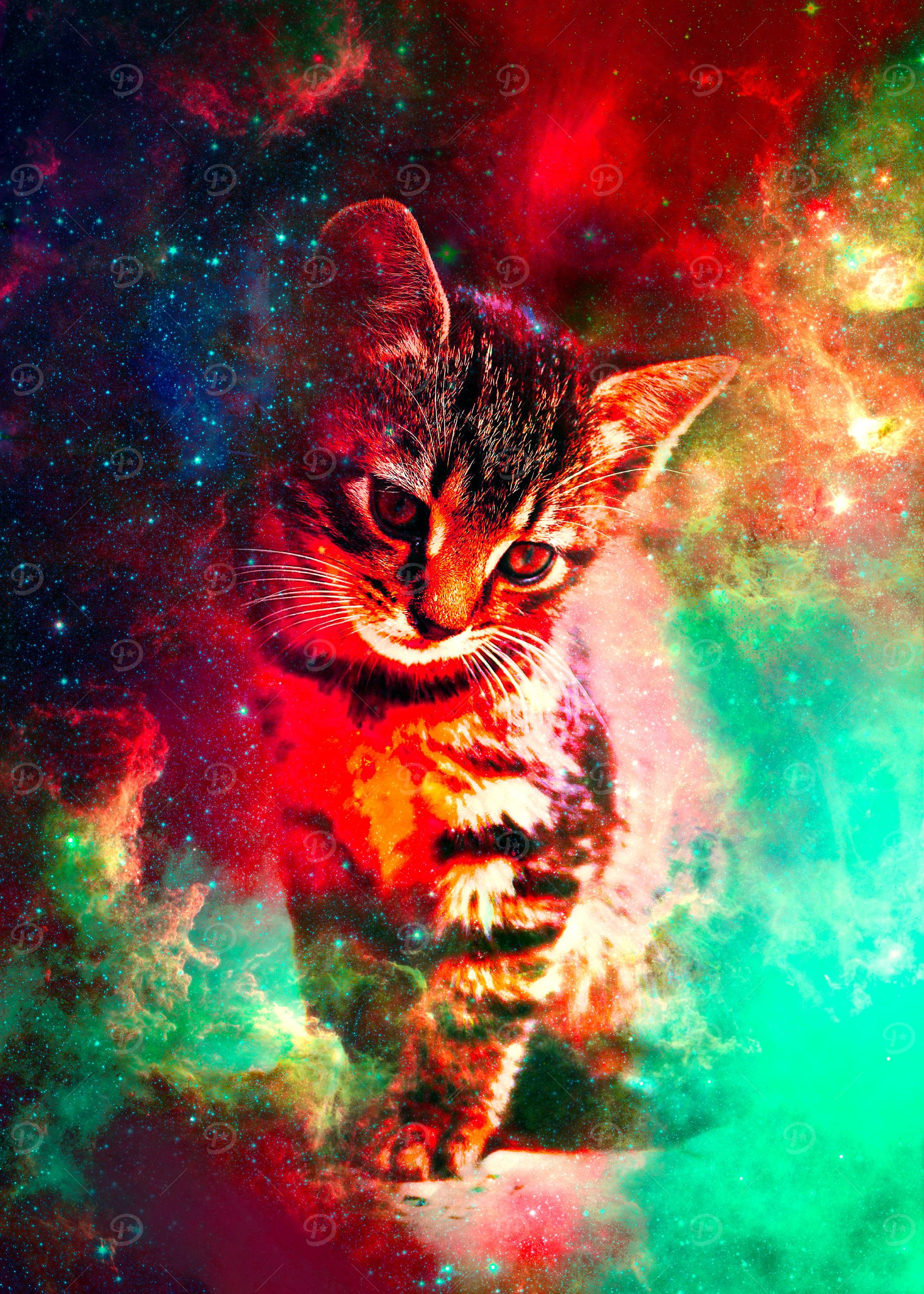 Kitten