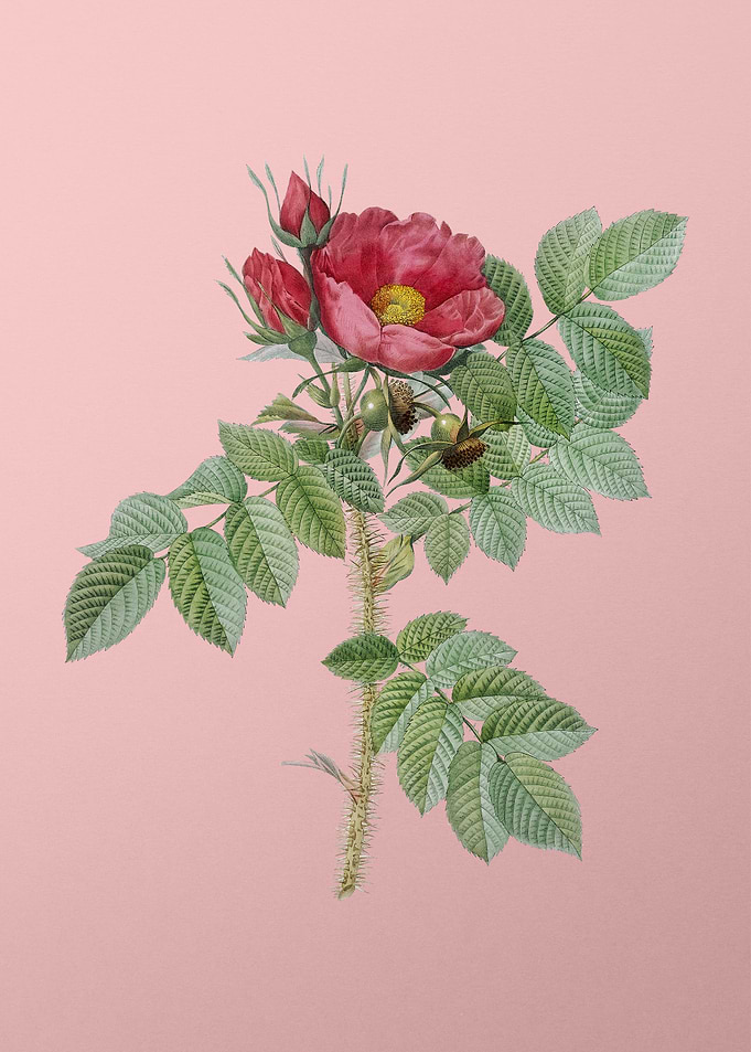 Kamtschatka Rose on Pink