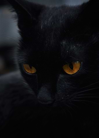 Black cat