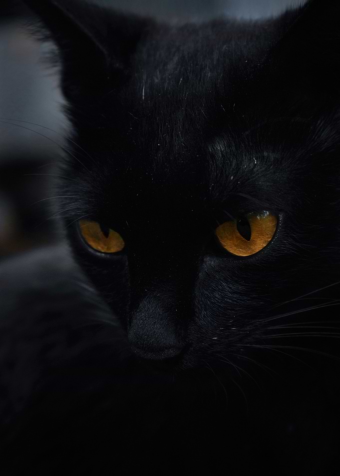 Black cat