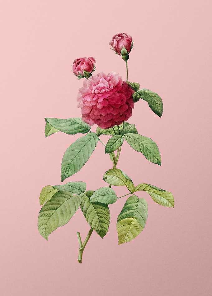 Agatha Rose in Bloom