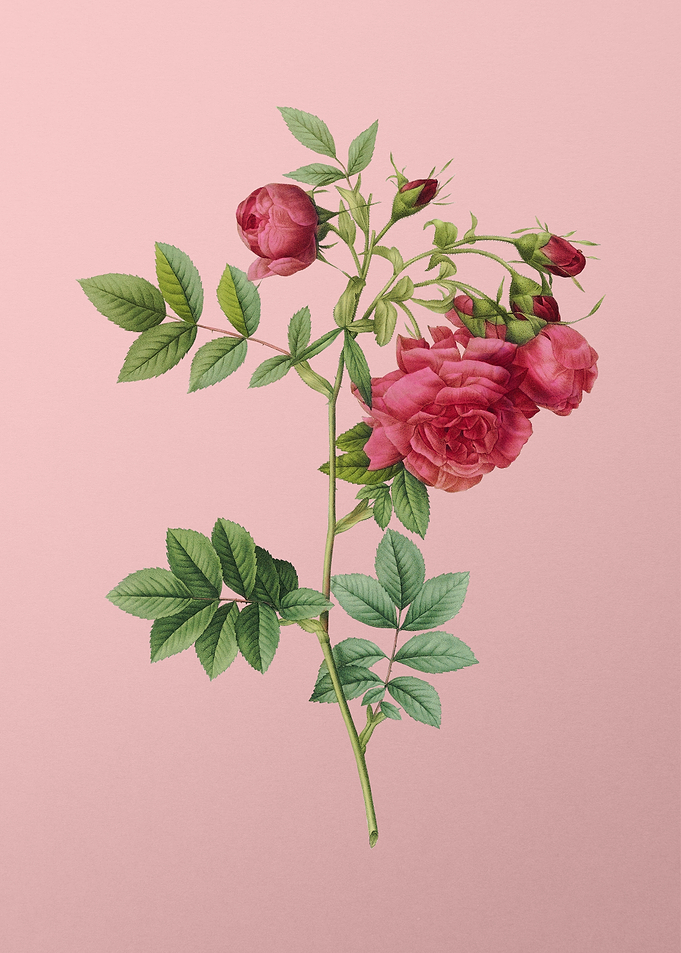 Blooming Turnip Roses