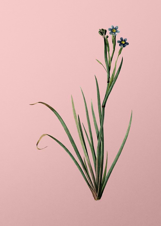 Bermudiana Flower on Pink