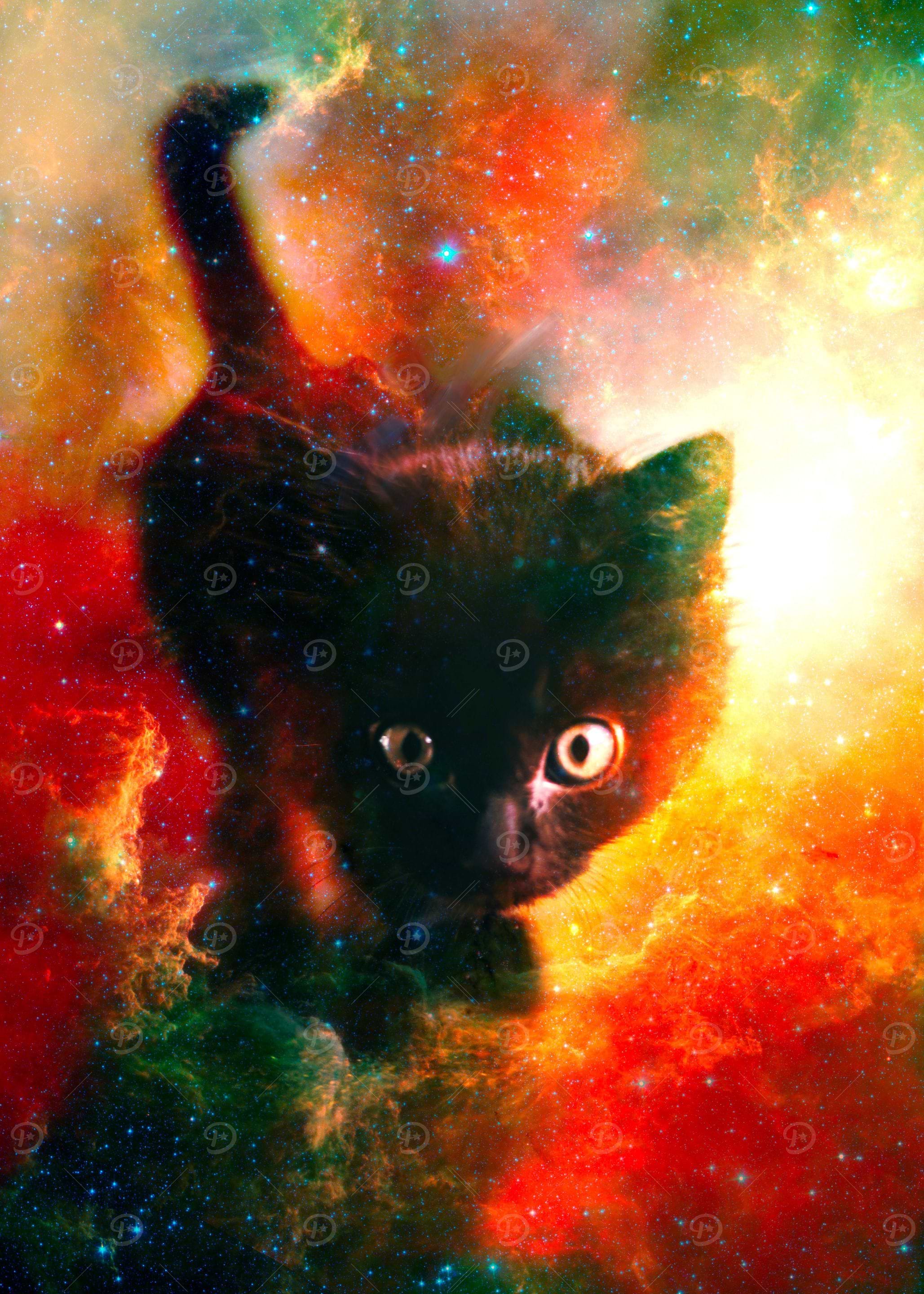 Kitty