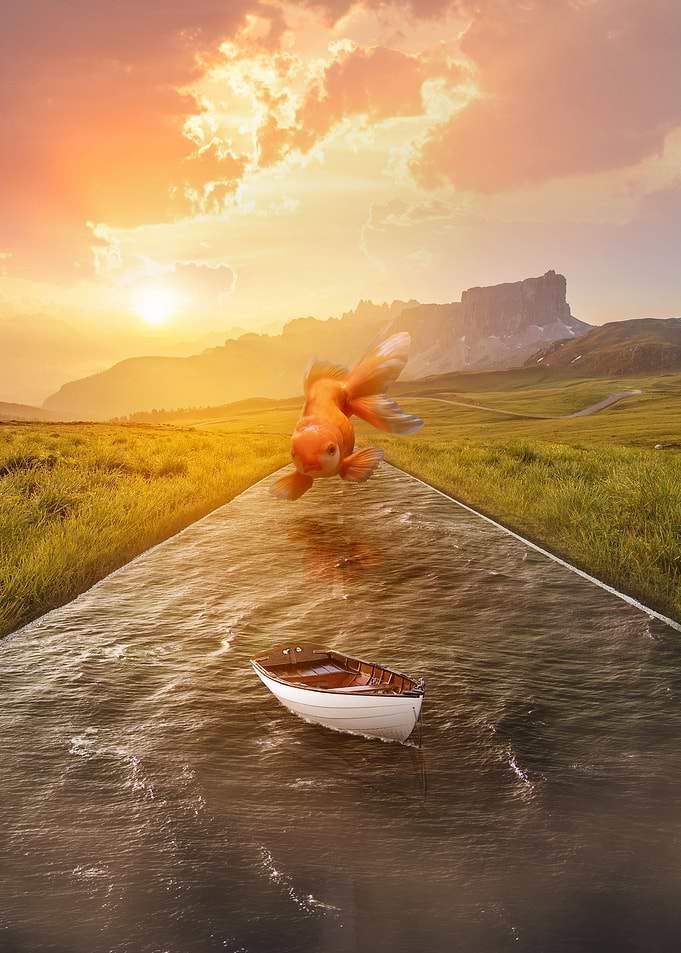 Road paradise fish