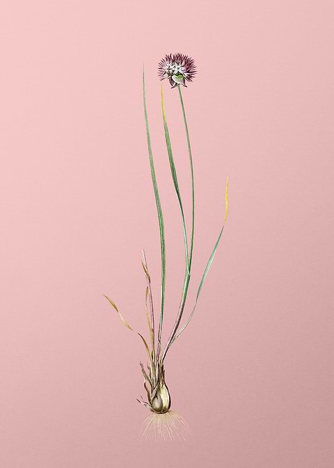 Allium Foliosum on Pink