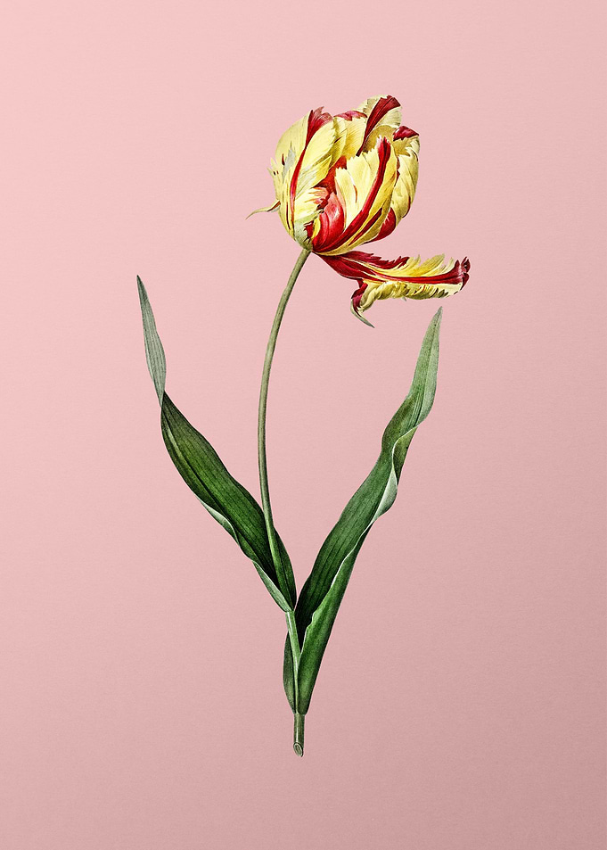 Didiers Tulip on Pink