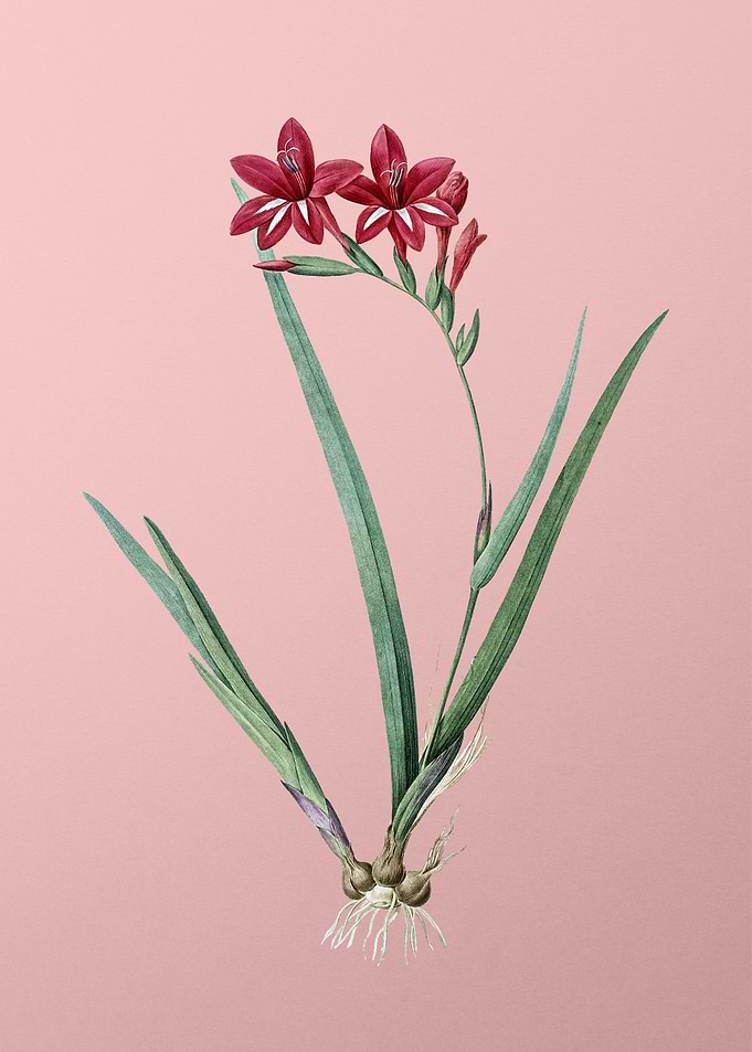 Gladiolus Cardinalis