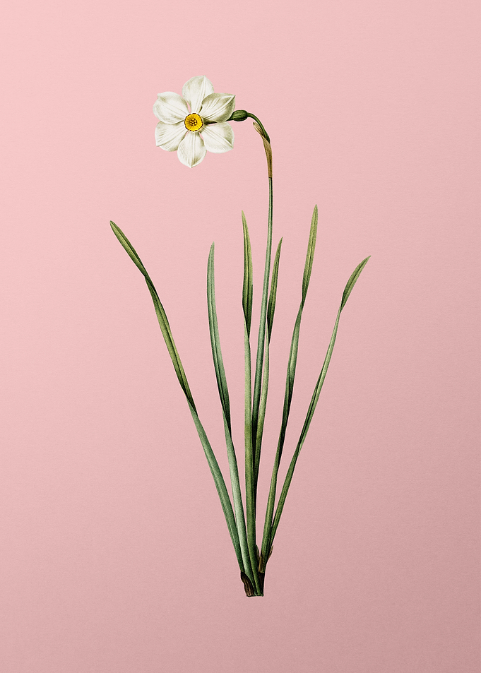 Narcissus Poeticus on Pink
