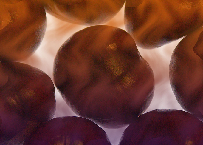 conkers