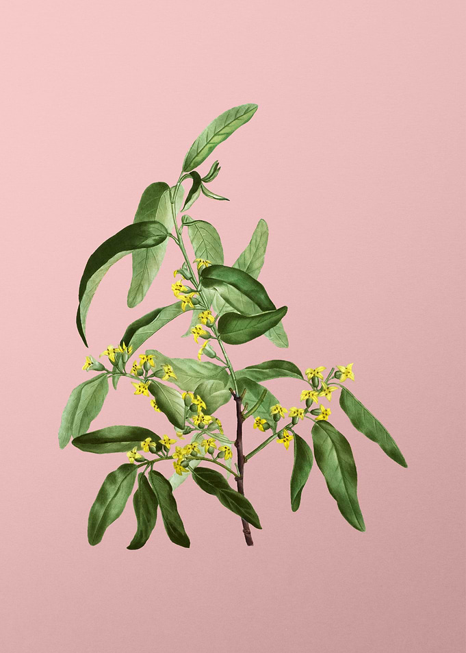 Vintage Botanical on Pink