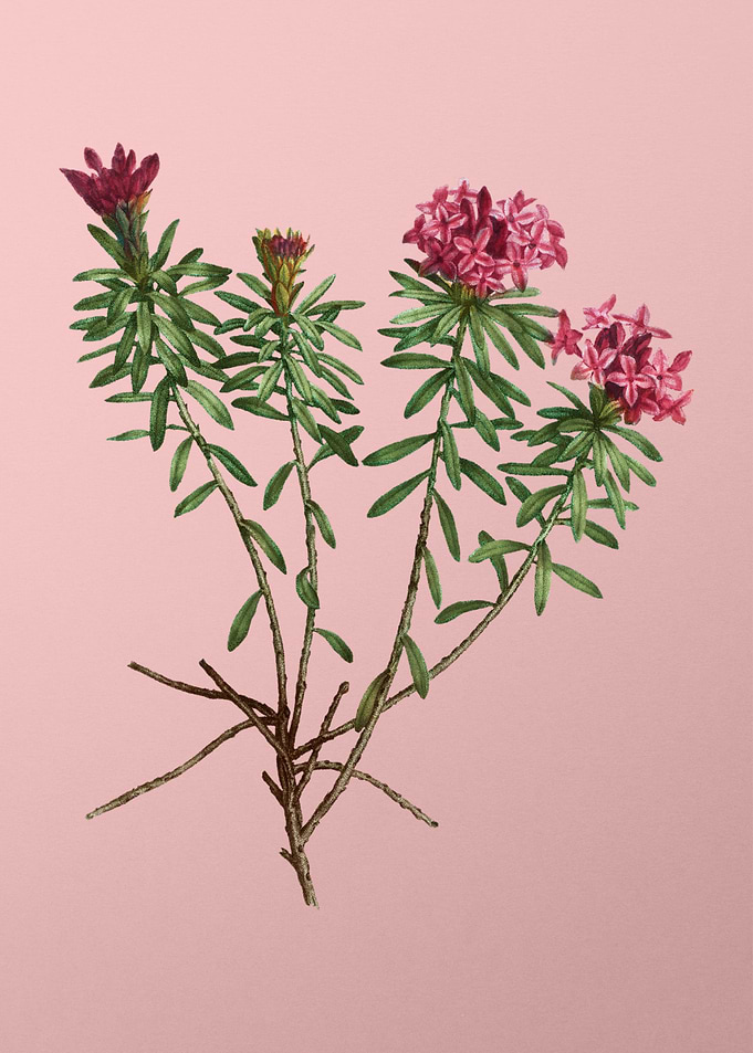 Red Flower Illustration