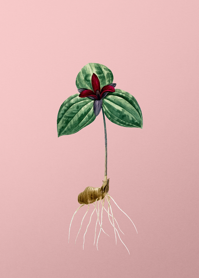 Vintage Tri Flower on Pink