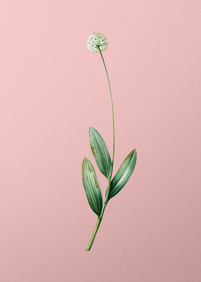 Victory Onion