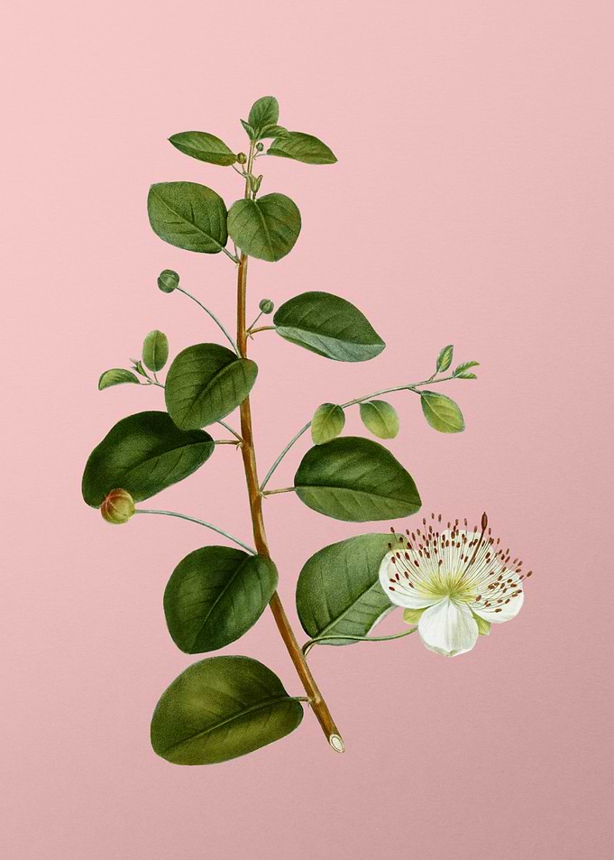 White Flowers on Pink