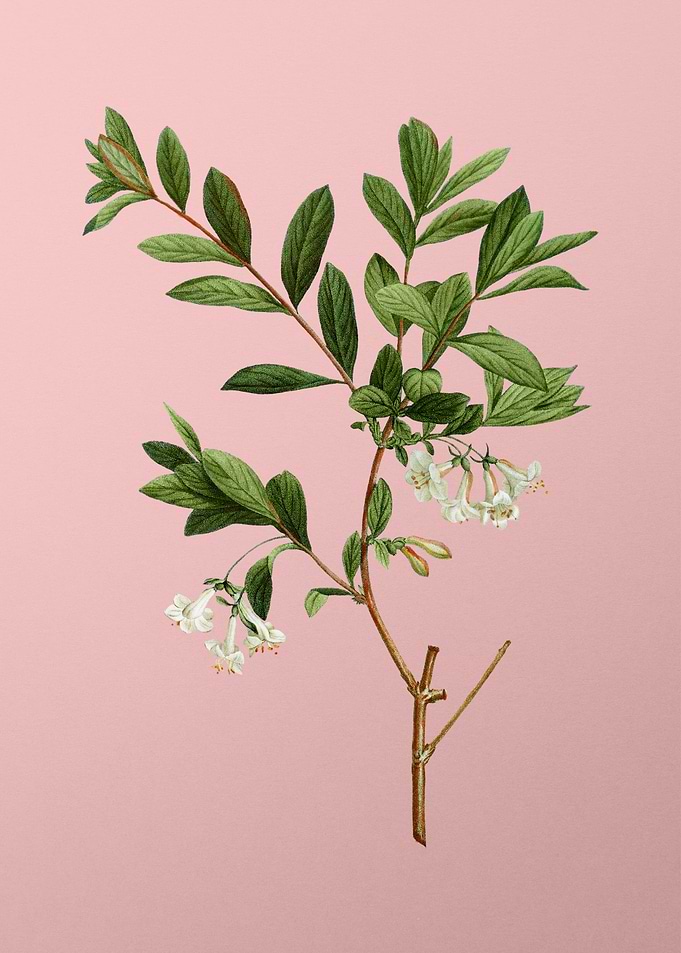 White Flower Blanc Pink