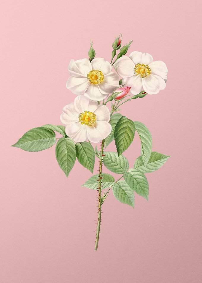 Rose of Castile on Pink