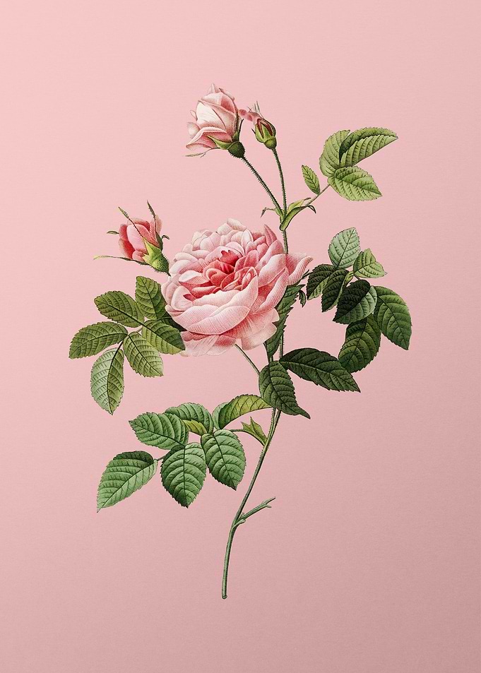 Pink Rose Turbine
