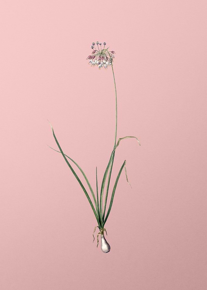 Nodding Onion on Pink