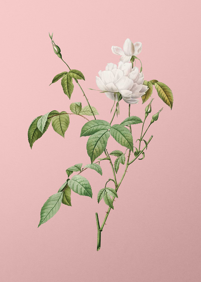 White Bengal Rose on Pink