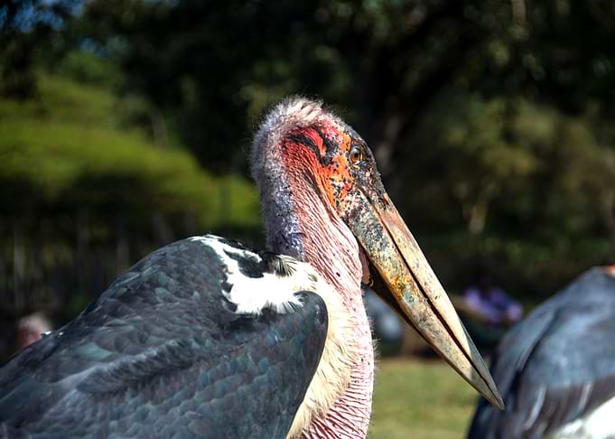 marabu bird