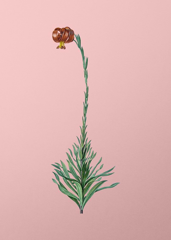 Scarlet Martagon Lily