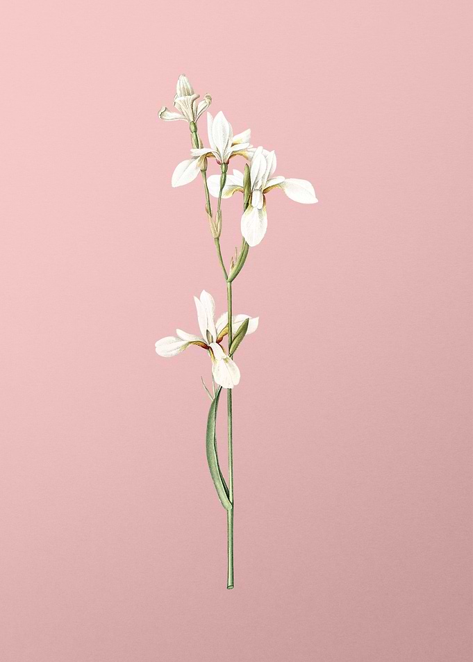 Siberian Iris on Pink